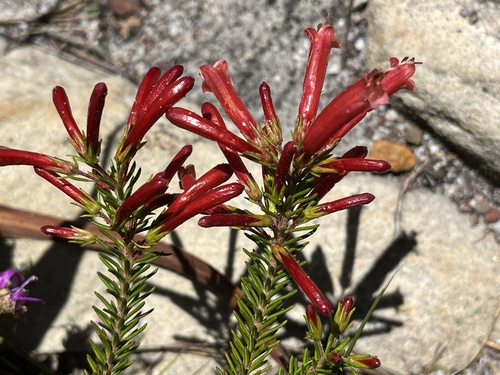 Rock Heath (Erica nevillei)