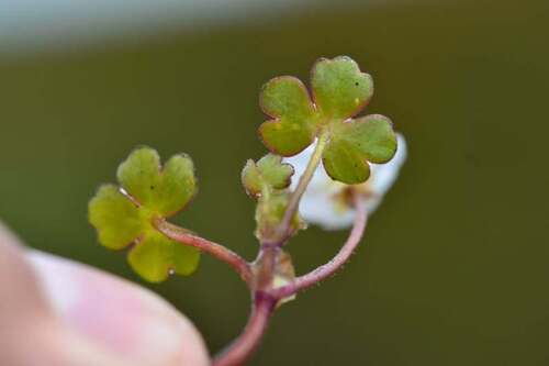 White-flowered buttercup (Ranunculus ololeucos)