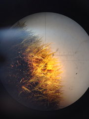 Campylopus atrovirens