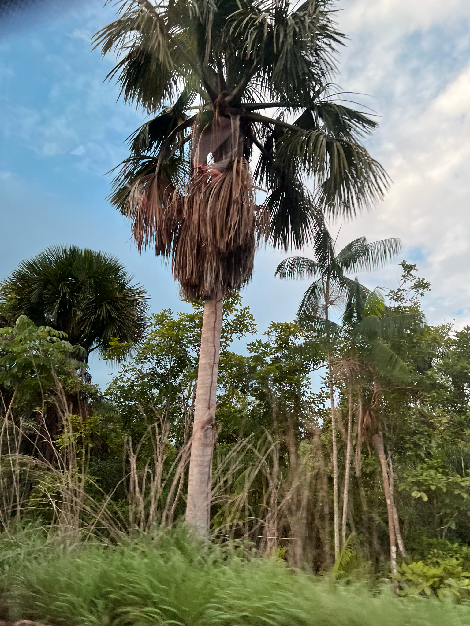 Mauritia flexuosa