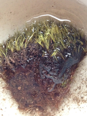 Campylopus atrovirens