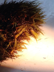 Campylopus atrovirens