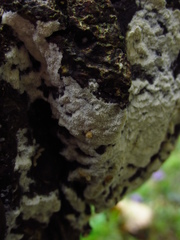 Fungi