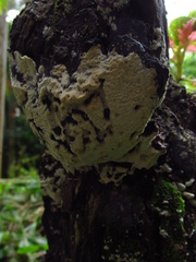 Fungi