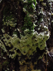 Fungi
