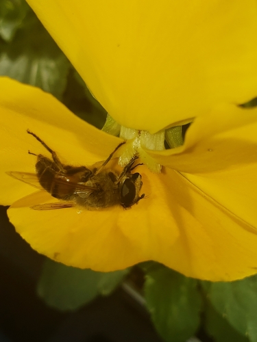 Unknown species found near Lewisville, TX 75067, USA