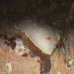 Acanthodoris nanaimoensis image