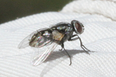 Musca vetustissima