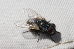 Musca vetustissima