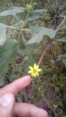 Simsia foetida