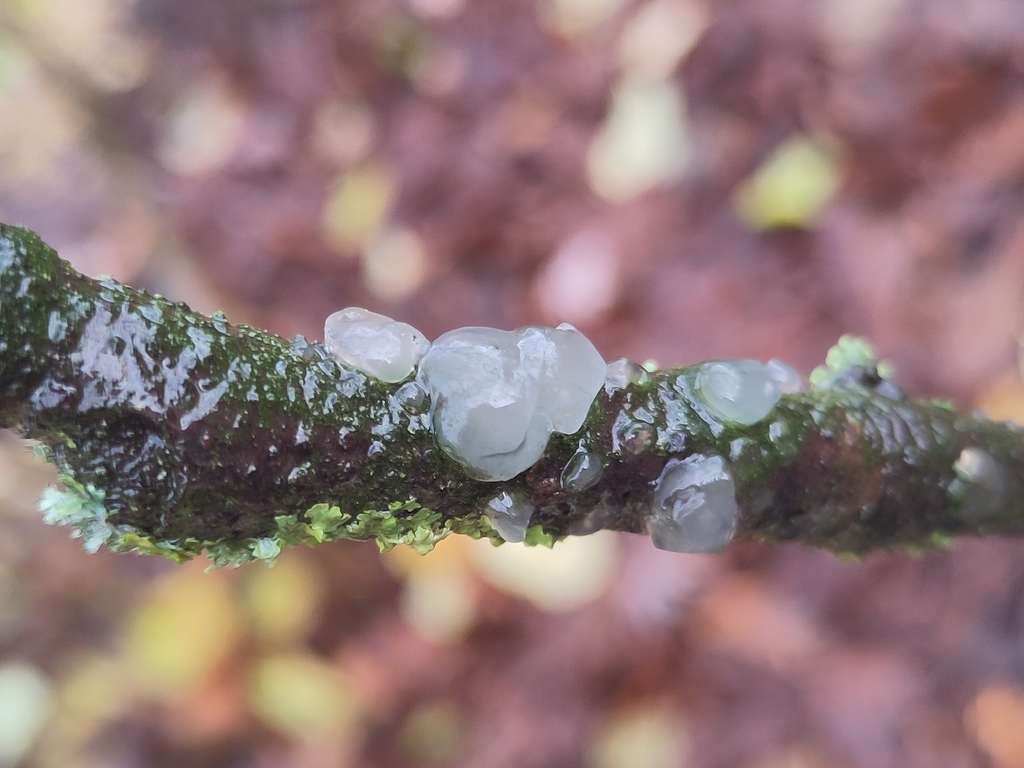 Myxarium nucleatum · December 2025 · photo: © nenp_stbartsnewbury (iNaturalist, cc0)