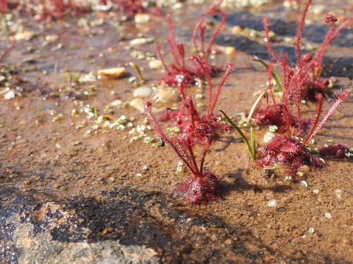 White Sundew (Drosera alba)