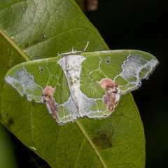 Protuliocnemis partita
