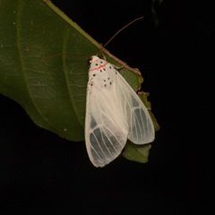 Amerila rubripes