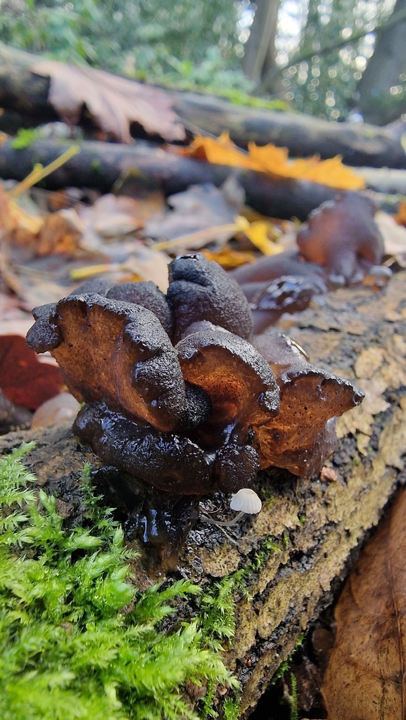 Exidia truncata · December 2025 · photo: © fungiary (iNaturalist, cc0)