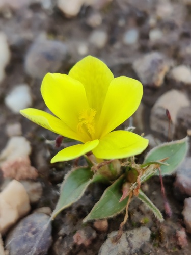 Midday Clockflower (Moraea galaxia)