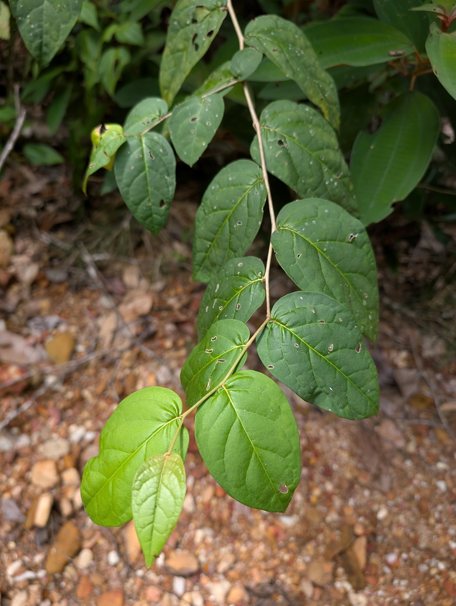 Imagem de Solanum schlechtendalianum