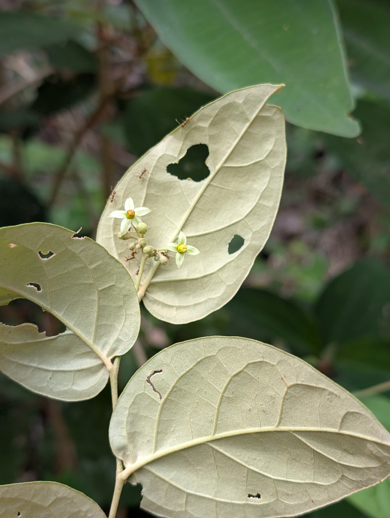 Imagem de Solanum schlechtendalianum