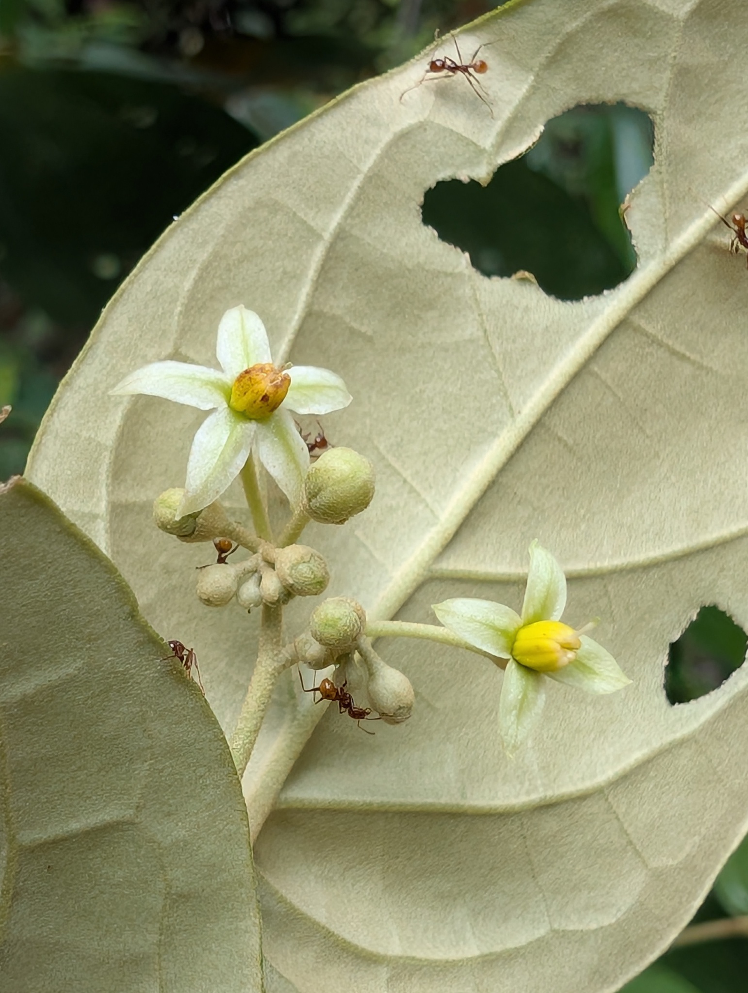 Imagem de Solanum schlechtendalianum
