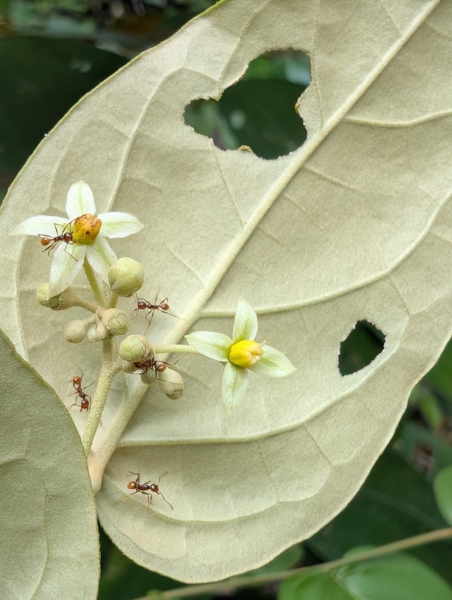 Imagem de Solanum schlechtendalianum