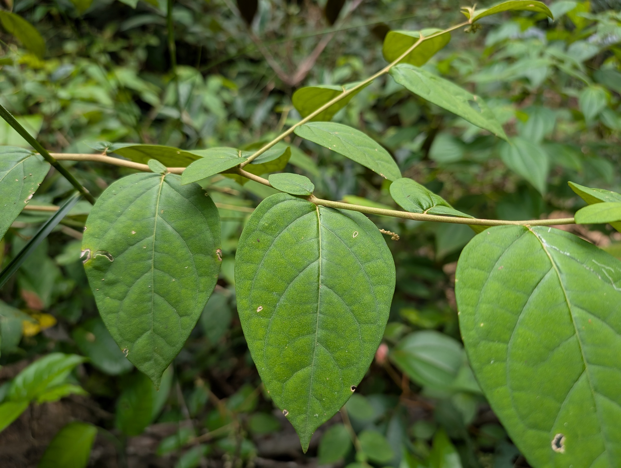 Imagem de Solanum schlechtendalianum