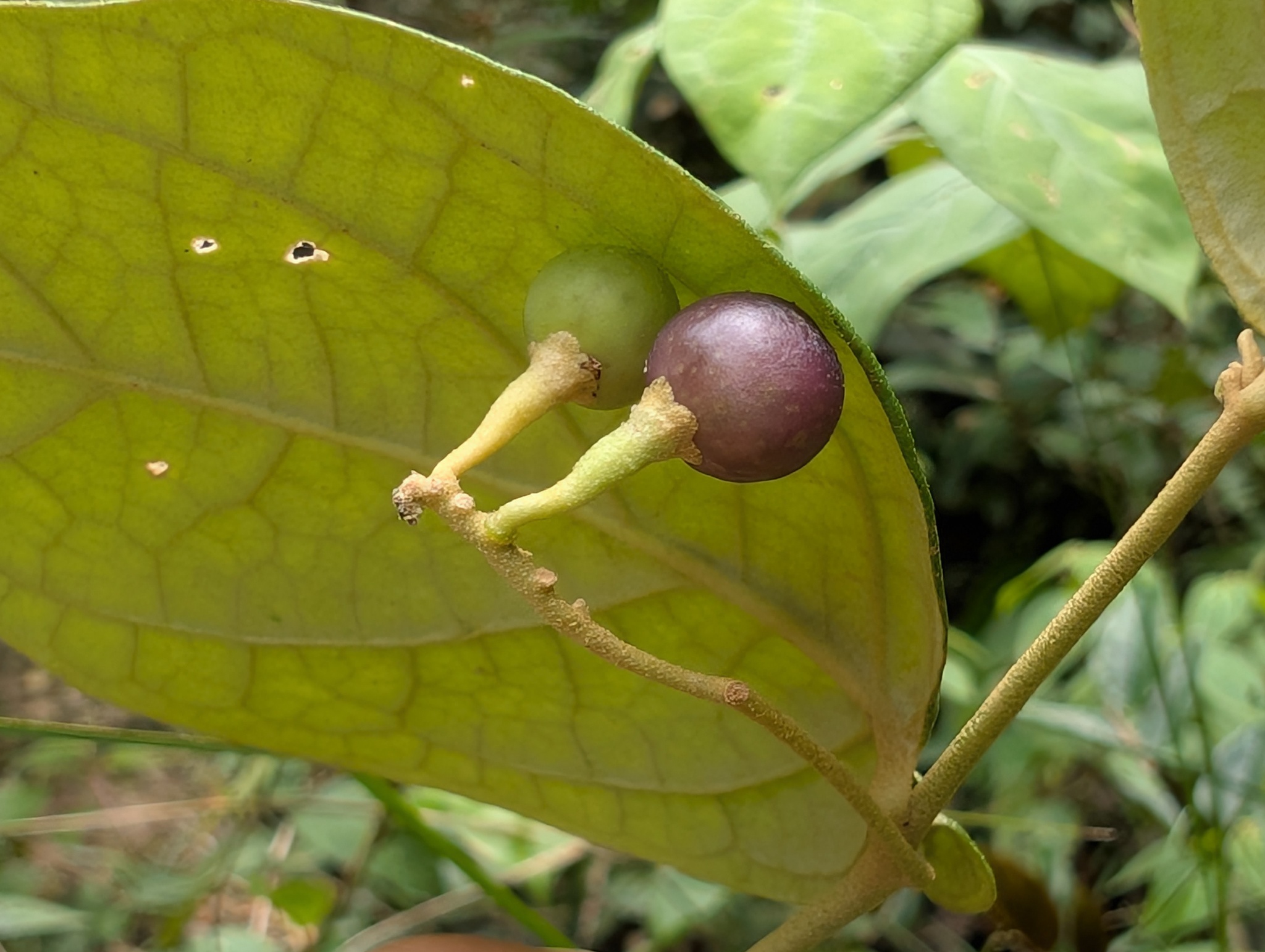 Imagem de Solanum schlechtendalianum