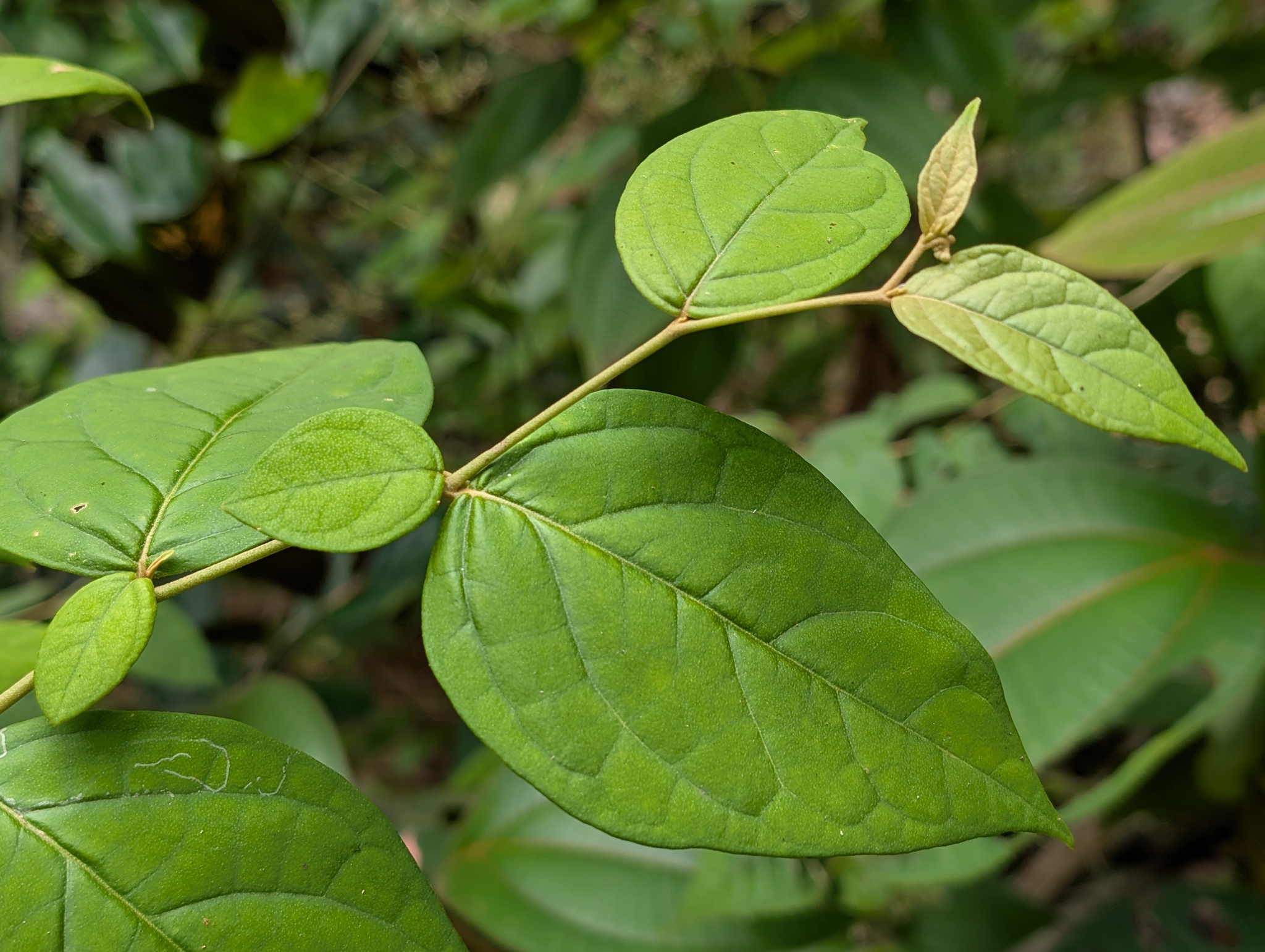 Imagem de Solanum schlechtendalianum