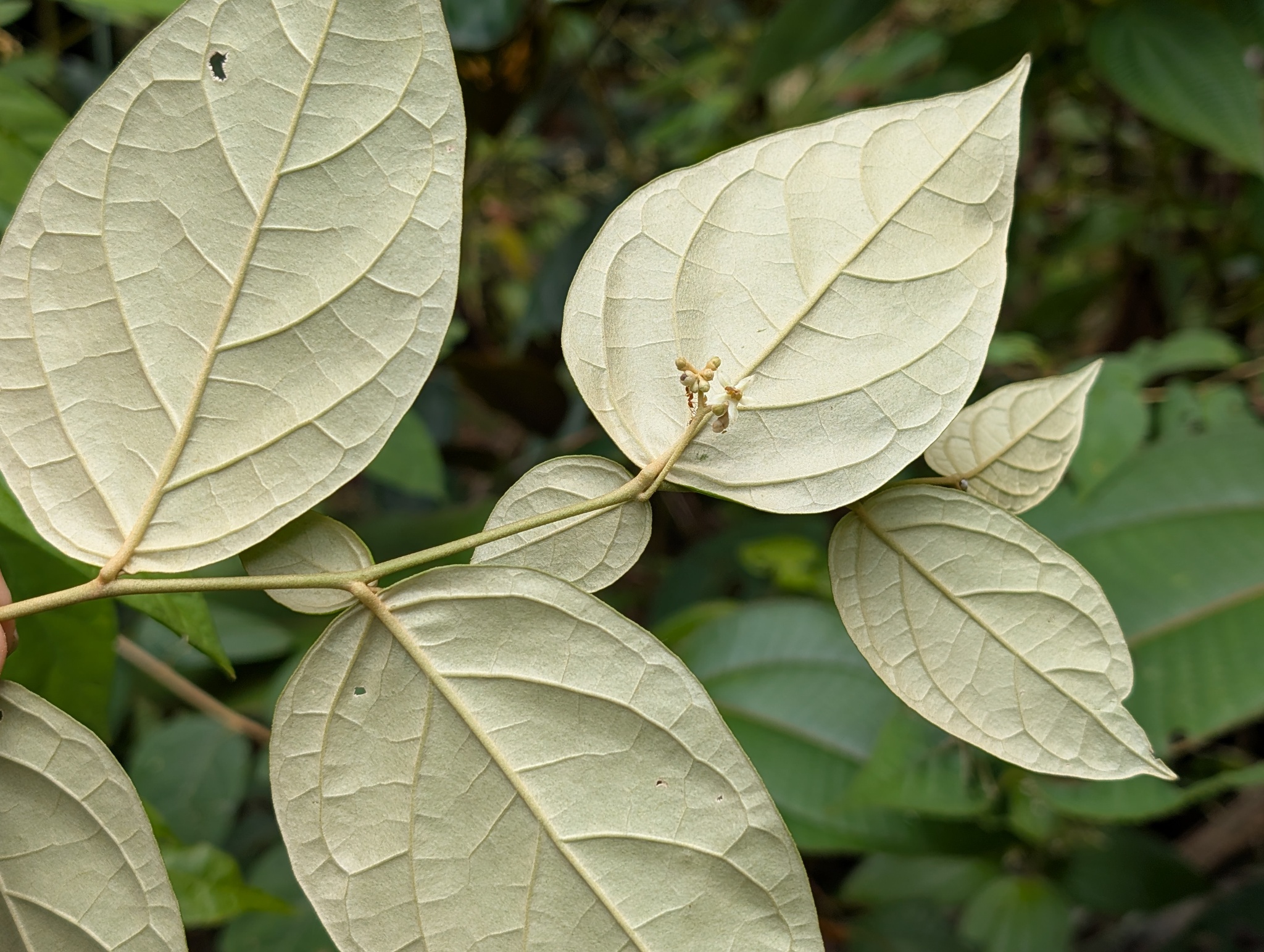 Imagem de Solanum schlechtendalianum