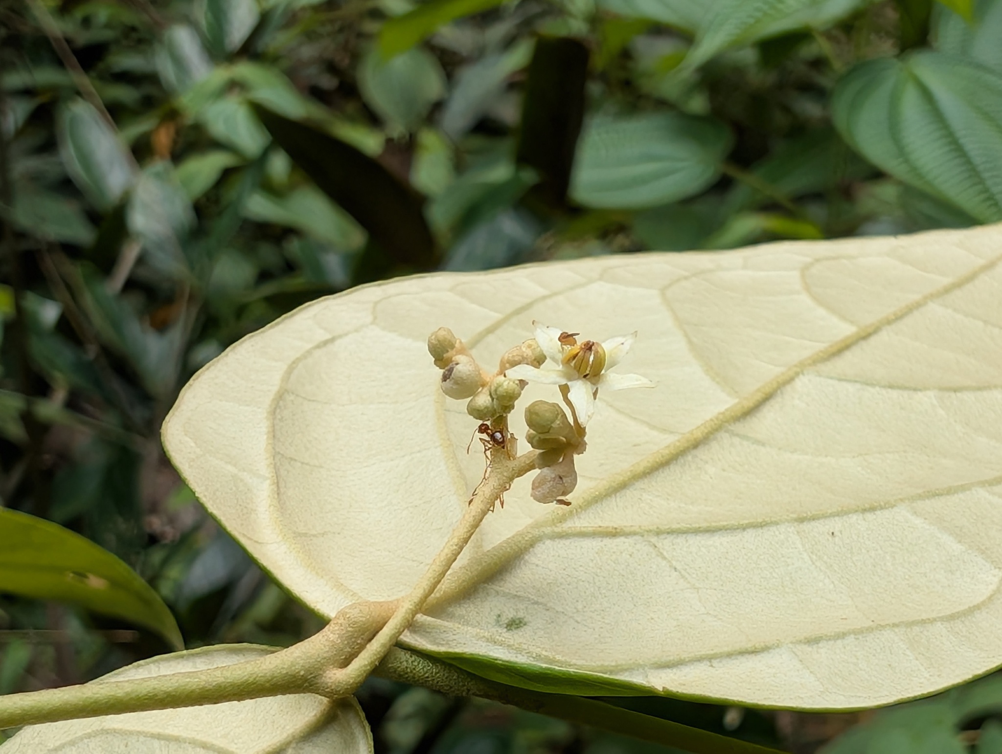 Imagem de Solanum schlechtendalianum