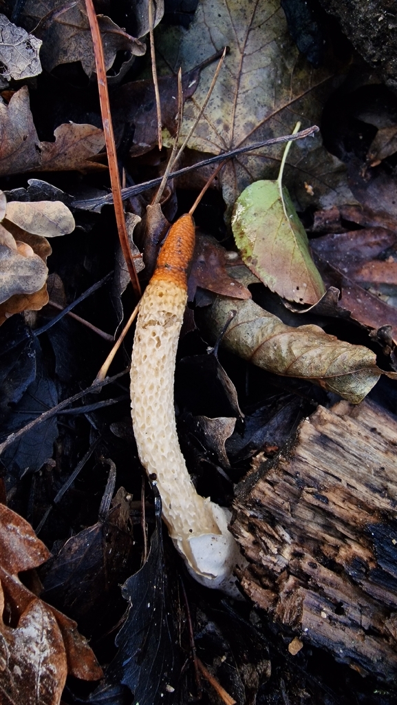 Mutinus caninus