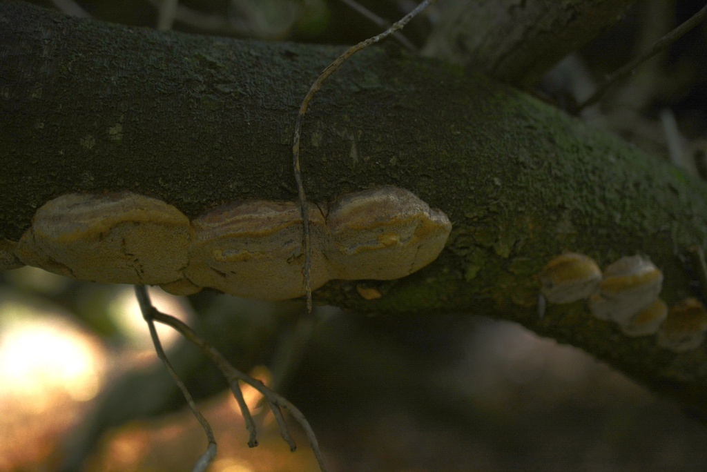 Phellinus pomaceus · December 2025 · photo: © cryptomarasmius (iNaturalist, cc-by)