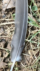 Patagioenas
