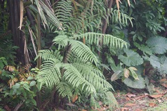 Pteris tripartita