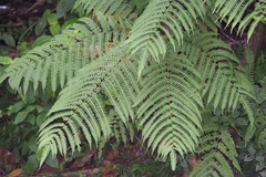 Pteris tripartita