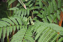 Pteris tripartita