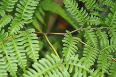 Pteris tripartita