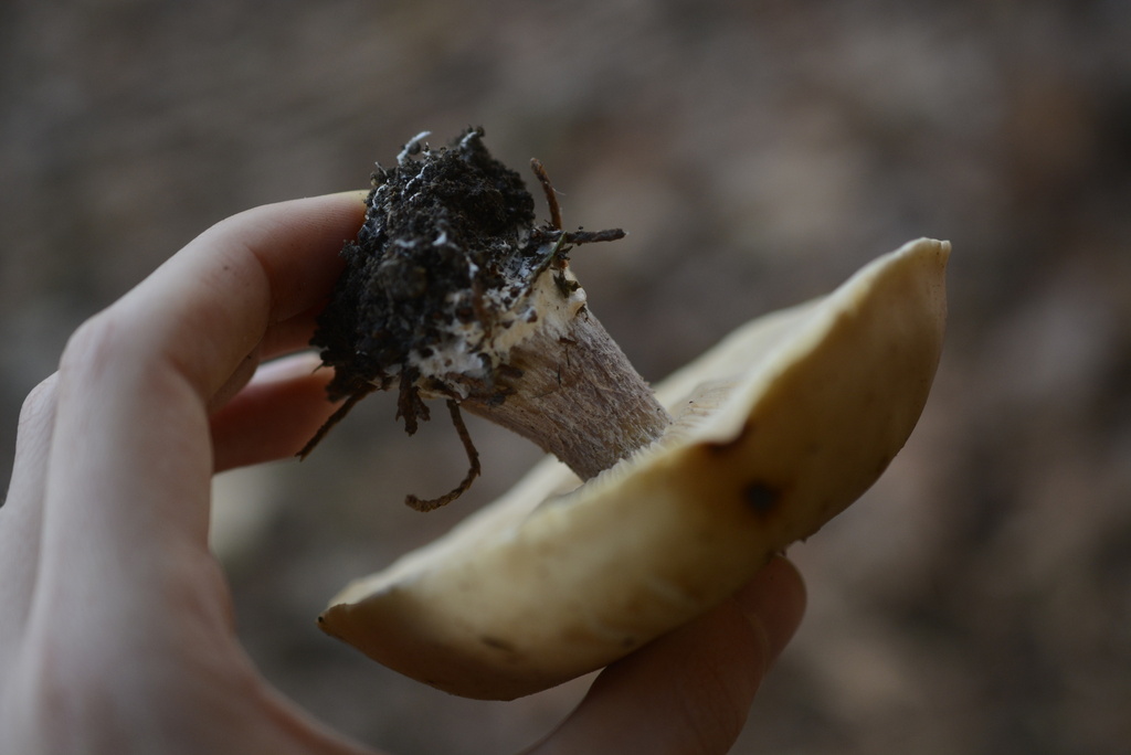 Collybia personata · December 2025 · photo: © cryptomarasmius (iNaturalist, cc-by)