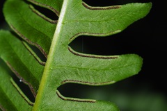 Pteris tripartita
