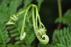 Pteris tripartita