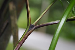 Pteris tripartita