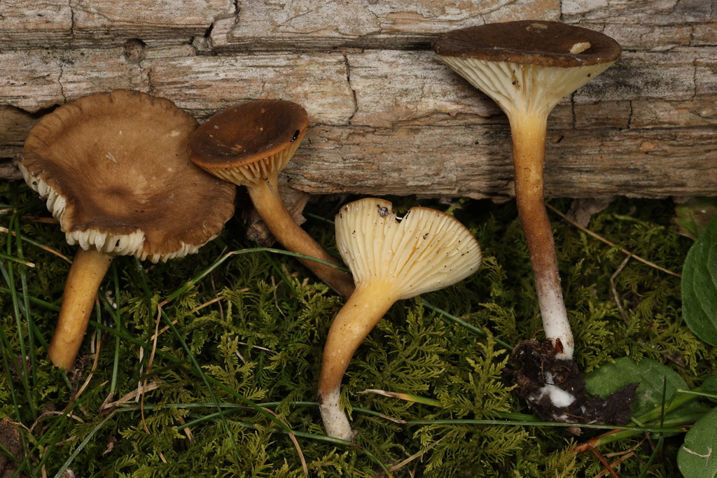 Lactifluus sp. 'gerardii-MO03'
