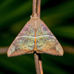 Oxyodes tricolor