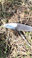 Patagioenas