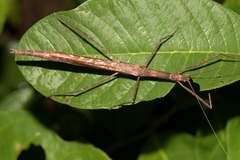 Sipyloidea larryi