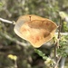 Acacia hamulosa