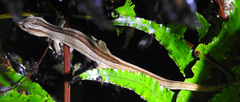 Toropuku inexpectatus