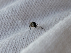 Simulium slossonae