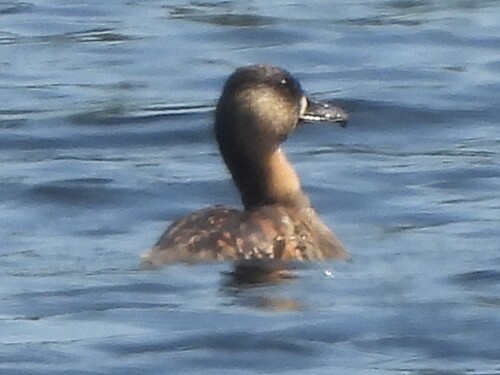 iNaturalist: (c) Richard Johnstone, some rights reserved (CC BY-NC), uploaded by Richard Johnstone iNaturalist image