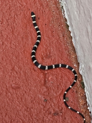Cope's False Coral Snake photo 4