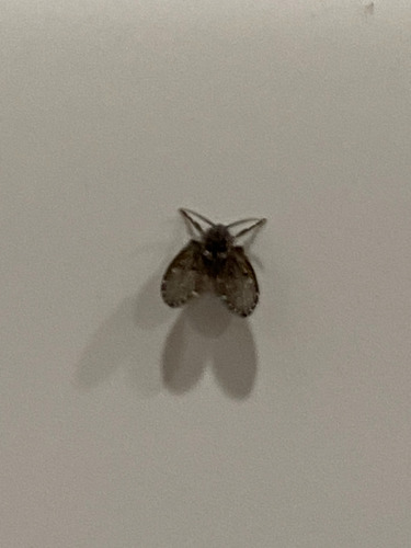 Unknown species found near Conroe, TX, USA